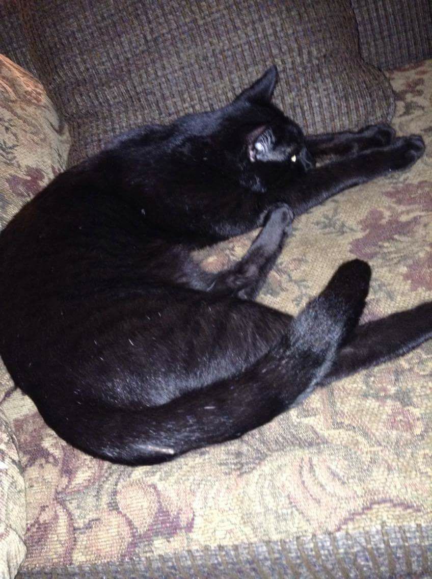 4 27 17 Found Black Friendly Cat Lost And Found Pets Of McLean County 4-27-17-found-black-friendly-cat-lost-and-found-pets-of-mclean-county