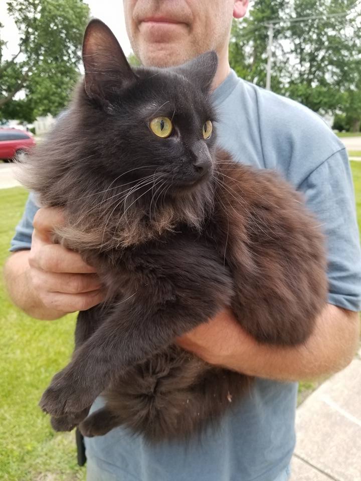 5/18/17 FOUND: longhaired, dark grey, female cat in Bloomington, IL ...