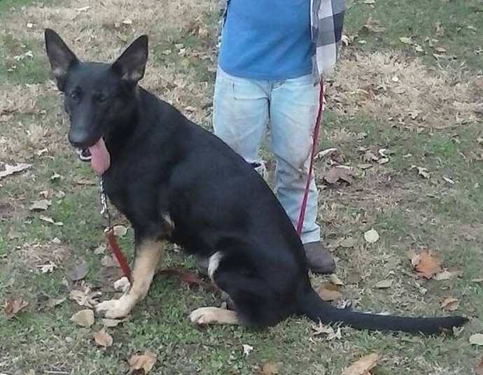 6/20/17 Black Female Shepard Lost Chenoa/Meadows Area Lost and Found
