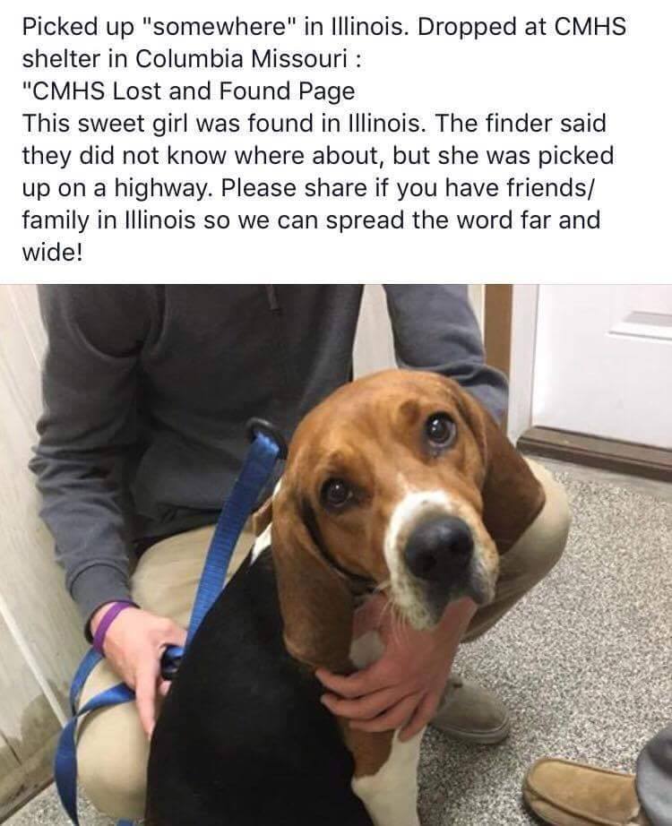 1/5/18 FOUND: beagle – Lost and Found Pets of McLean County Illinois