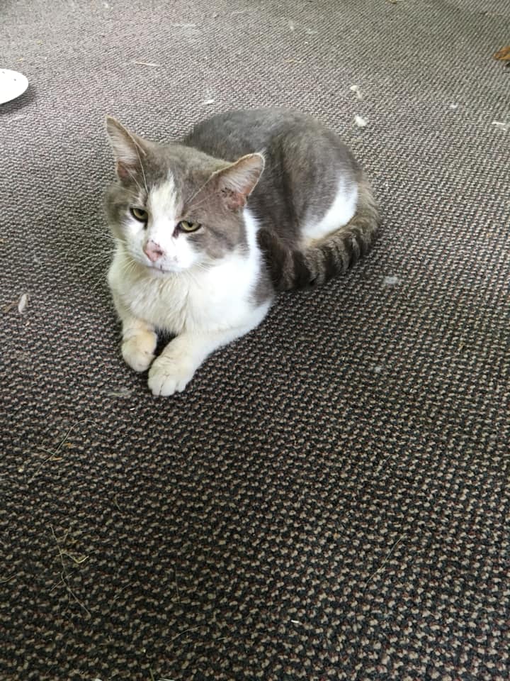Missing grey and white sales cat
